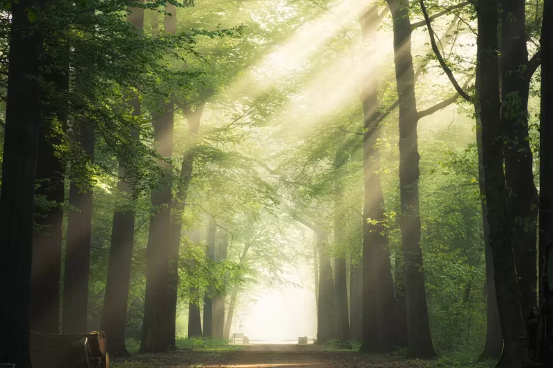 pathway-middle-green-leafed-trees-with-sun-shining-through-branches